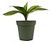 9Greenbox - Dwarf Banana Plant - 4" Pot primary