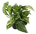 Costa Farms Pothos Live Plants (2-Pack), Easy Care Vining Live Indoor Houseplants, Air Purifier Trailing Plants Potted in Nursery Pots, Potting Soil, Gift for Office and Home Decor, 8-Inches Tall