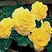 Outsidepride Yellow Begonia - 500 seeds