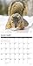 Squirrels 2020 Wall Calendar