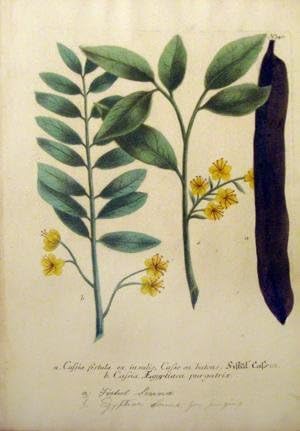 Cassia fistula ex in sulils, Casse en batons