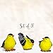 BANBERRY DESIGNS Goldfinch Bird Figurines Hand-Painted - Set of 3 – Includes 3 Poses - Decorative - Polystone - Garden & Home Accents - 3