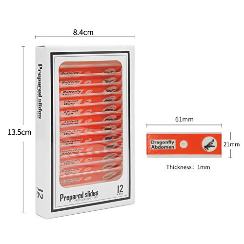 3 Prepared+Microscope+Specimen+Education+DIY+SCIENCE