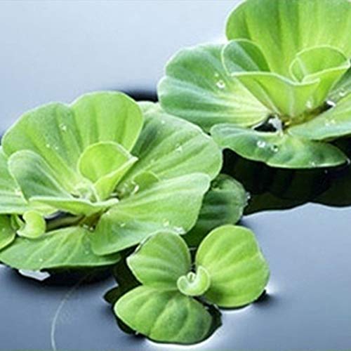 scgtpapadc 200Pcs Aquarium Aquatic Plant Pistia Stratiotes Seeds Pool Fish Tank Pond Decor - 200pcs Pistia Stratiotes Seeds Plant Seeds Flower Seeds - Thumbnail 5