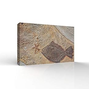 Canvas Wall Art - Animal Fossil Office Poster Prints - Modern Home Art Stretched and Framed Ready to Hang - 12x18 inches