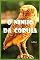 Livro O ninho da coruja