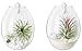 Mkono 2 Pack Wall Hanging Planter Terrarium Bubble Glass Flower Pot Air Plant Holder