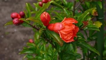 Amazon ざくろ 種無し ザクロ シャインレッド 1年生 接ぎ木 苗 果樹苗木 果樹苗 植木