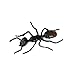 3Pcs Black Plastic Ant Joke Trick Toy