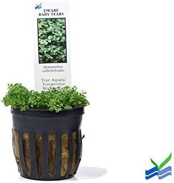 Potted Dwarf Baby Tears Aquarium Live Plant by West Coast Aquatics