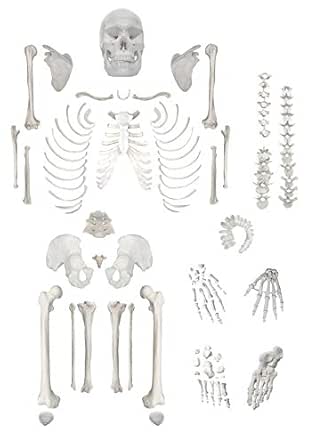 Life Size Full Disarticulated Human Skeleton, Medical Quality (62