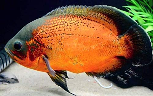 oscar tropical fish