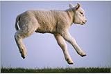 Photographic Print of Texel SHEEP - lamb jumping, airbourne, side view
