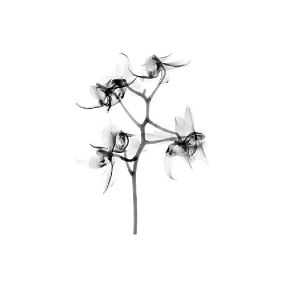 Artery8 Schwartz NJIT Orchid Flower Transparent Greyscale X-Ray Photo Art Print Canvas Premium Wall Decor Poster Mural