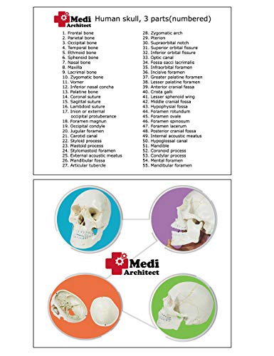 5 Anatomical+Removable+Instruction+Educational+Scientific