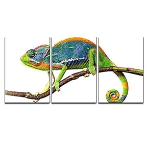 Chameleon On Branch - 3 Panel Canvas Art