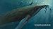 The Eye of the Whale: A Rescue Story (Tilbury House Nature Book)