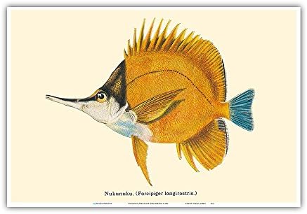 高級魚 赤ヤガラ 親方の隠し部屋