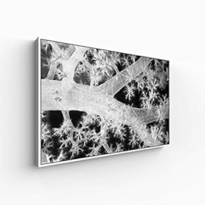 for Living Room Bedroom Monochrome Plants Framed for