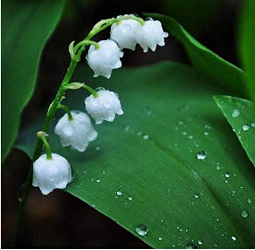 2Pack Bulbs Lily of The Valley Flower Bonsai Perennial Plants Bell Orchid Bulbs Bonsai Plants, Rich Aroma, Multi-Colored Orchids for Home Garden