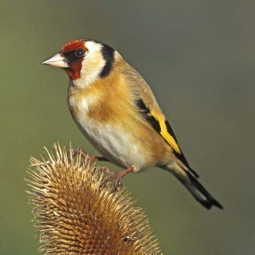 Goldfinch Greeting Card with sound
