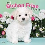 Bichon Frise Puppies 2020 12 x 12 Inch Monthly Square Wall Calendar, Animals Dog Breeds Puppies by 