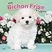 Bichon Frise Puppies 2020 12 x 12 Inch Monthly Square Wall Calendar, Animals Dog Breeds Puppies by 