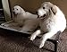 Kuranda Chewproof Dog Bed - Walnut PVC - 44
