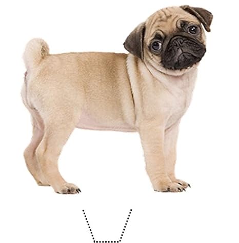 Щенок мопса сидит. Карликовый мопс черный. Мопс улыбается. Мопс 6 лет. Пуг 6.