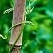Bond SMG12068 Miracle-Gro Super Pole, 5ft x 1in Bamboo Stakes, 4 Pack, Natural