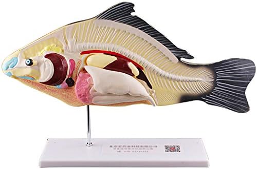 Fish Anatomy Model Removable Visceral Junior High School Biological Teaching Demonstration Teaching Biological Animal Model Aquaculture Professional Science Teaching Mold High School Students To Explo