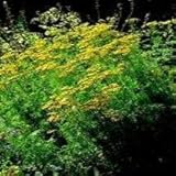 Herb Seeds - Tansy - 7000 Seeds
