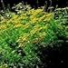 Herb Seeds - Tansy - 7000 Seeds