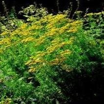 Herb Seeds - Tansy - 7000 Seeds Herb Seeds - Tansy - 7000 Seeds