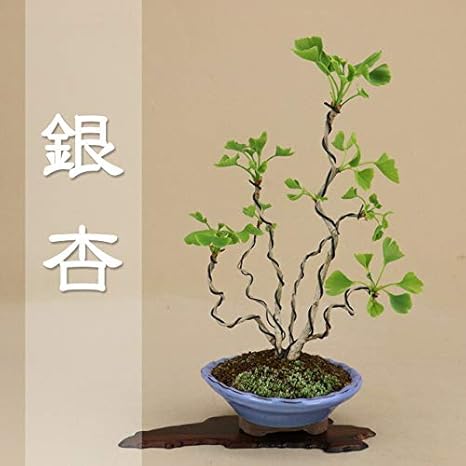 Amazon 数量限定 銀杏 乳イチョウ 寄植 盆栽 いよじ園 ご選択ください 18 盆栽