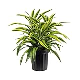 AMERICAN PLANT EXCHANGE Dracaena Lemon Lime Live