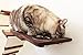 CatastrophiCreations Cat Dining Table Handcrafted Wall-Mounted Feeder Shelf