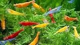 5 Sampler Pack of Fire Red, Blue Dream, Sunkist Orange, Velvet Light Blue and Neon Yellow Shrimp Live Freshwater