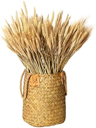XHSP 300 Pcs Golden Dried Natural Wheat 18" Real-Touching Dry Grass Bouquet Decoration Home Party Wedding Photo Props
