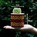 Greenaholics Succulent Pots - 3 Inch Morocco Pattern Cylinder Ceramic Planters for Small Succulent, with Bamboo Saucers, Set of 3