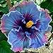 30+ Hibiscus/ Perennial Flower Seed/ Easy to Grow/ Huge 10-12 Inch Flowers/ Fairy Dust primary