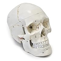 Walter Products B10221 Numbered Human Skull Model, Life Size, 3 Parts, 8 x 5 x 6 Inches