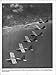 L-Birds: American Combat Liaison Aircraft of World War II