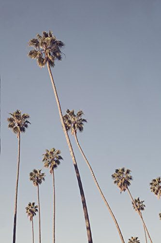 Los Angeles Morning | California Palm Tree Photography, Wall Art Decor