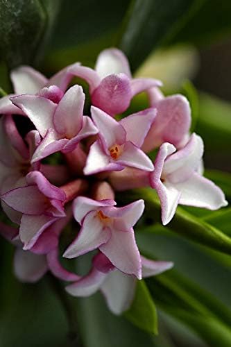 1 Gallon Zuiko Nishiki Winter Daphne odora Tree Plant