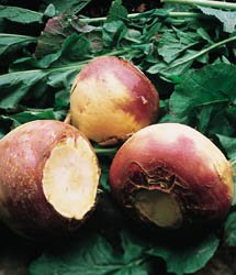 SVI American Purple Top Rutabaga Seeds - 20 Pack Heirloom Vegetable Seeds for Home Gardens