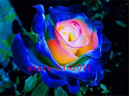 Rosier Bonsai Rouge Bleu Blanc Noir Roses Naturelles Pour La Maison Jardin 100 Pcs Sac Amazon Fr High Tech