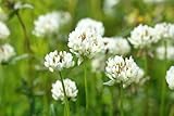 White Dutch Clover Seed Flowering Seeds for