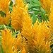 Outsidepride Celosia Yellow - 500 Seeds