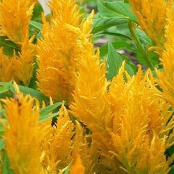 Outsidepride Celosia Yellow - 500 Seeds Outsidepride Celosia Yellow - 500 Seeds